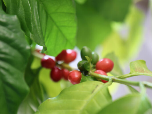 Coffea Arabica