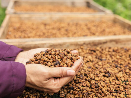 caffè Honey Process