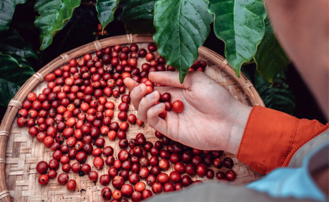 coffea Charreriana