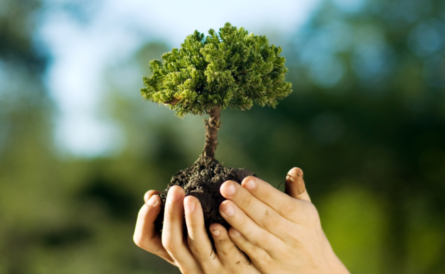 impatto del caffè sull'ambiente