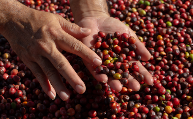 Certificazione biologica del caffè