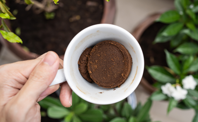fondi caffè come concime